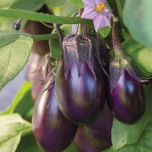 Баклажан Бэйби Вайолет F1
