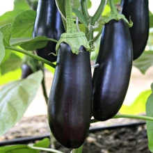 Баклажан Дружная семейка