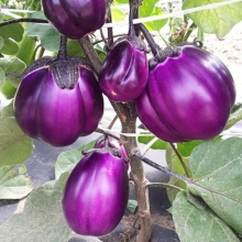 Баклажан Неоновый Шар F1