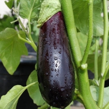 Баклажан Ультраранний F1 (банка)