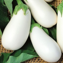 Баклажан Белый алмаз
