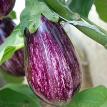 Баклажан Заморский полосатик