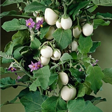 Баклажан Бэйби Уайт F1