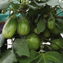 Баклажан Домашний любимец F1