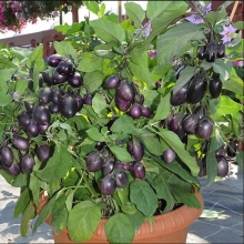 Баклажан Бэйби Блэк F1