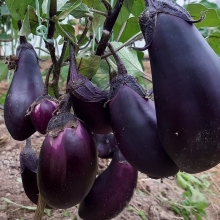 Баклажан Северная долина