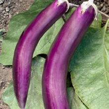 Баклажан Сибирский ятаган