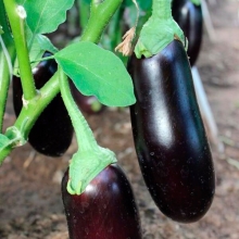 Баклажан Алешка F1