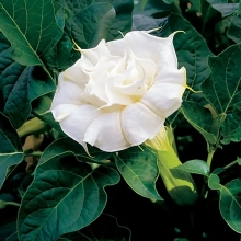 Дурман Балерина Вайт