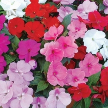 Бальзамин Бамбина смесь