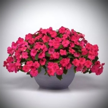 Бальзамин Бикон Космополитен (Семена Профи)