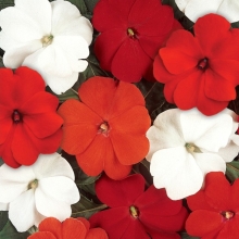 Бальзамин Дивайн Смесь Салса F1 новогвинейский