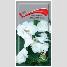 Бальзамин Том Самб Белый