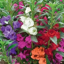 Бальзамин Том Тамб