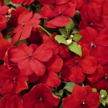 Бальзамин Карнавал скарлет F1 (Уоллера)