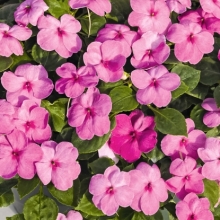 Бальзамин Неоновый свет F1 (Уоллера)