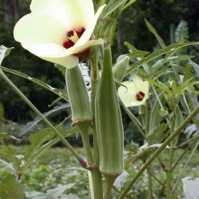 Бамия Мечта вегана