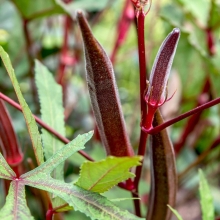 Бамия Бургунди