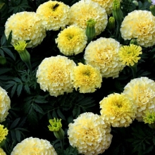 Бархатцы Аляска