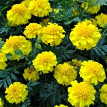 Бархатцы Бой жёлтые (Тагетес)