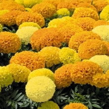 Бархатцы Карнавальный дебют смесь