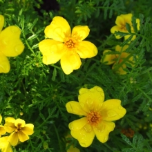 Бархатцы Лемон джем