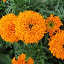Бархатцы Оранжевый снег