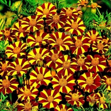 Бархатцы Стриптиз