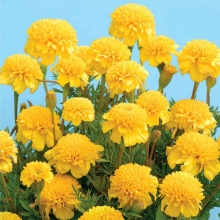 Бархатцы Петит Желтый