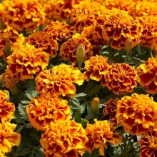Бархатцы Имеретинский шафран