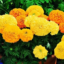 Бархатцы Инка II микс