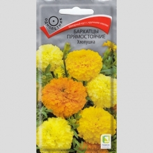 Бархатцы Хлопушка