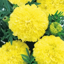 Бархатцы Мериголд Мунлайт