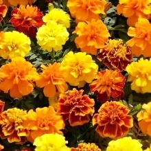 Бархатцы Бонанза F1 смесь