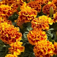 Бархатцы Брокада Испанская