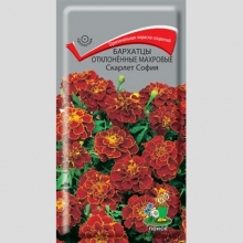Бархатцы Скарлет София