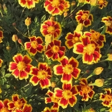 Бархатцы Почетный Крест