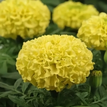 Бархатцы Тайшан F1 Желтые