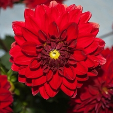 Георгина Барокко Красная