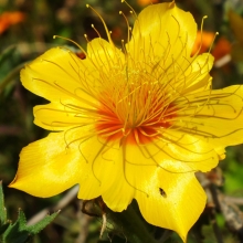 Бартония Линди золотистая