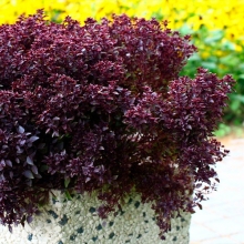 Базилик Пурпурный шар