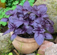 Базилик Ароматный Гуляш