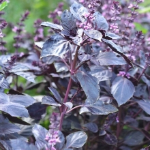 Базилик Дракон