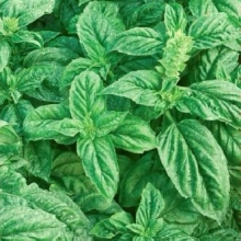 Базилик Гвоздичный