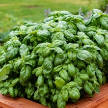 Базилик Изумруд