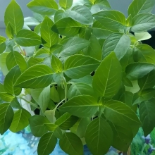 Базилик Американский лимон