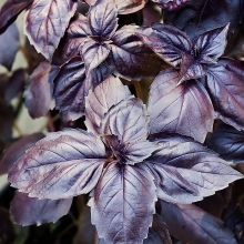 Базилик Пурпурные звезды