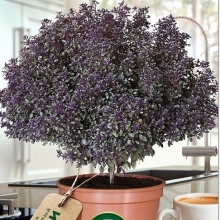 Базилик Пикси Вуд (декоративный)