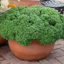 Базилик Сфера (декоративный)