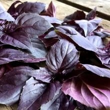 Базилик Сицилийский красный